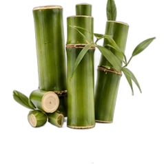 Bamboo