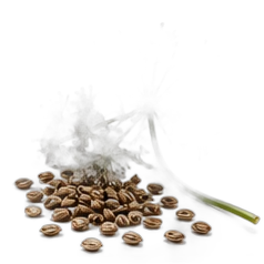 Carrot seed