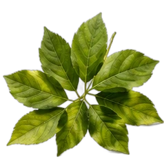 Leaves