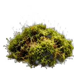 Moss