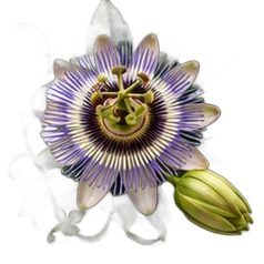 Passion flower