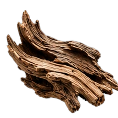 Woody notes
