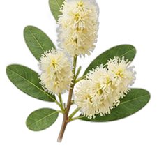 Acacia