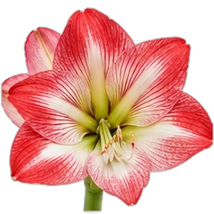 Amaryllis