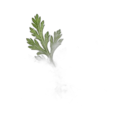 Artemisia