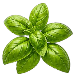 Basil