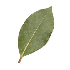 Bay leaf