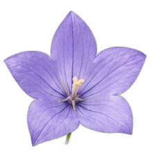 Bellflower
