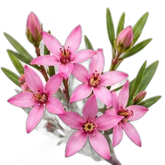 Boronia