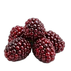 Boysenberry