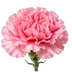 Carnation