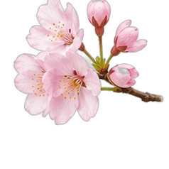 Cherry blossom