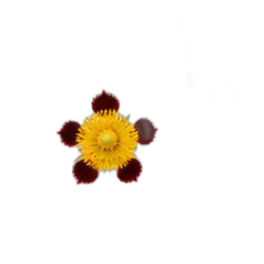 Cistus