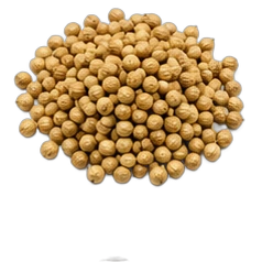 Coriander
