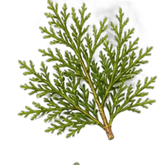 Cypress