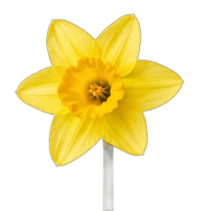 Daffodil