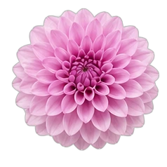 Dahlia