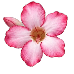 Desert rose