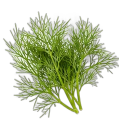 Dill