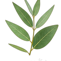 Eucalyptus