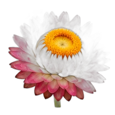 Everlasting flower