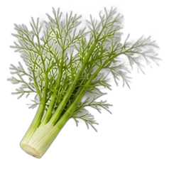 Fennel seed