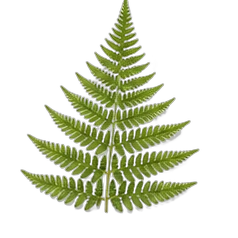 Fern
