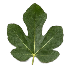 Fig leaf