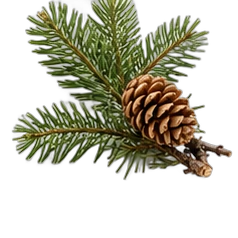 Fir