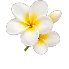 Frangipani