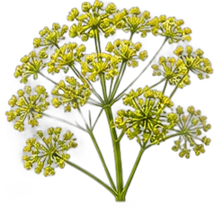 Galbanum