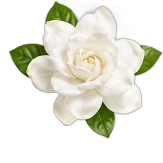 Gardenia