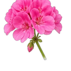 Geranium