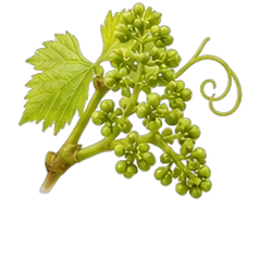 Grape blossom