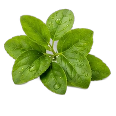 Green notes