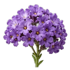 Heliotrope