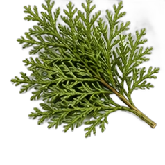 Hinoki wood