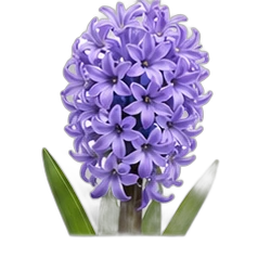 Hyacinth