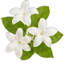 Jasmine