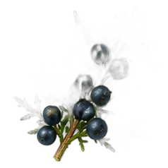 Juniper berry