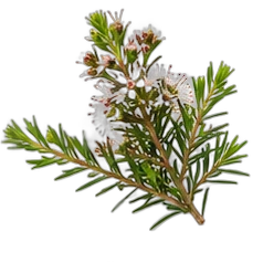 Kunzea