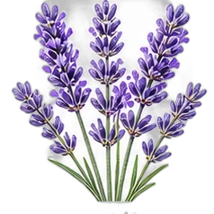 Lavender