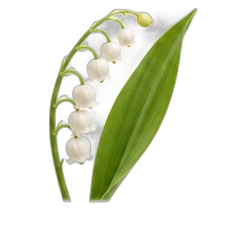 Lily of the valley