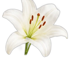 Lily