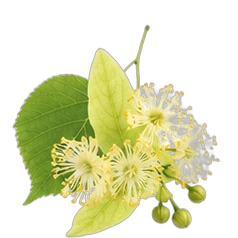 Linden blossom