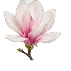 Magnolia