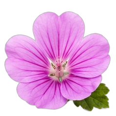 Mallow