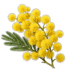 Mimosa