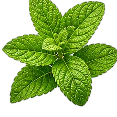 Peppermint