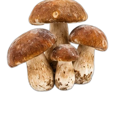 Mushrooms